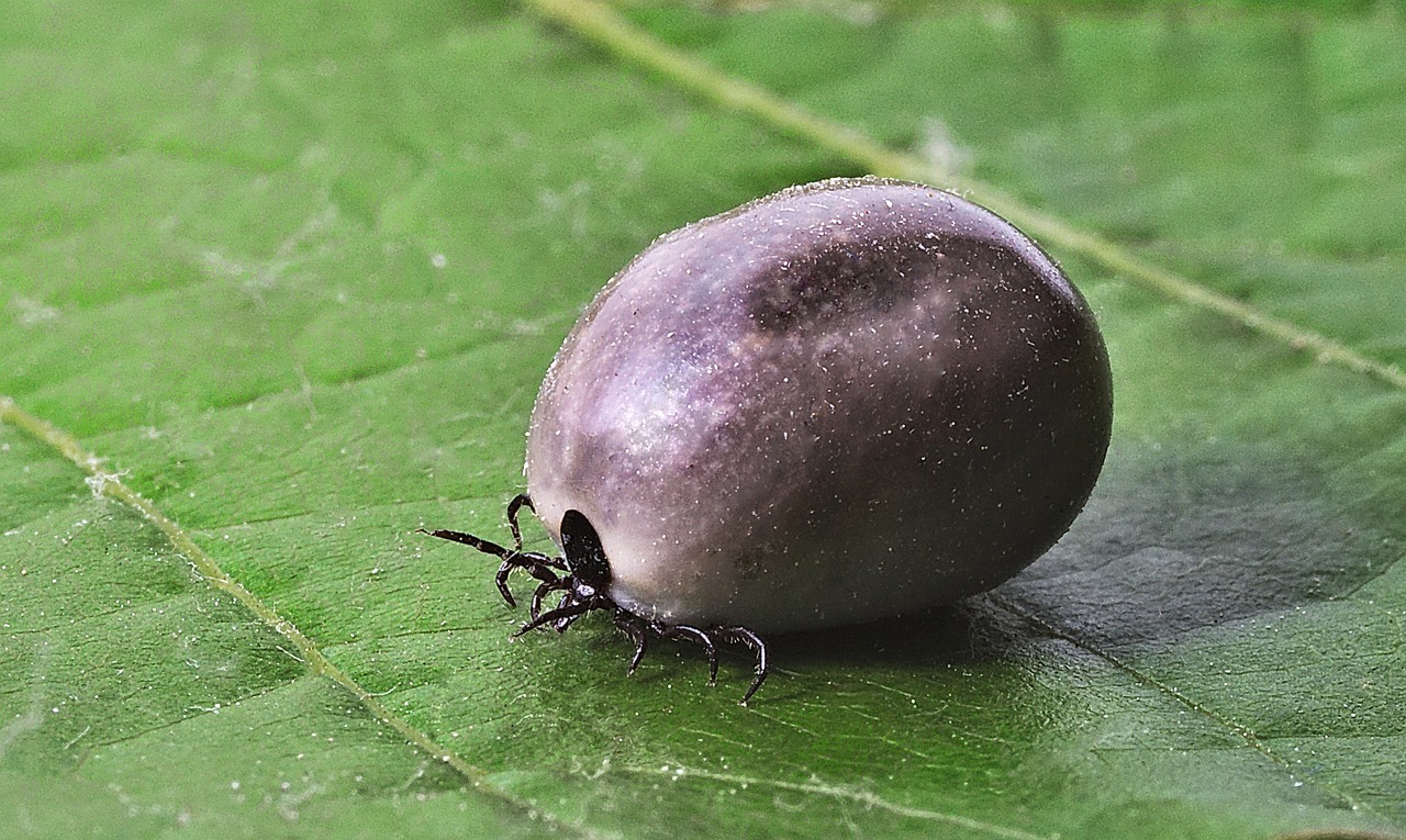 Wirksamkeit von hyperbaren Sauerstoffkammern bei der Behandlung der Lyme-Borreliose