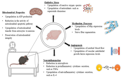 HBOT bei neuro logischen Erkrankungen: vorteilhafte molekulare und therapeut ische Wirkungen