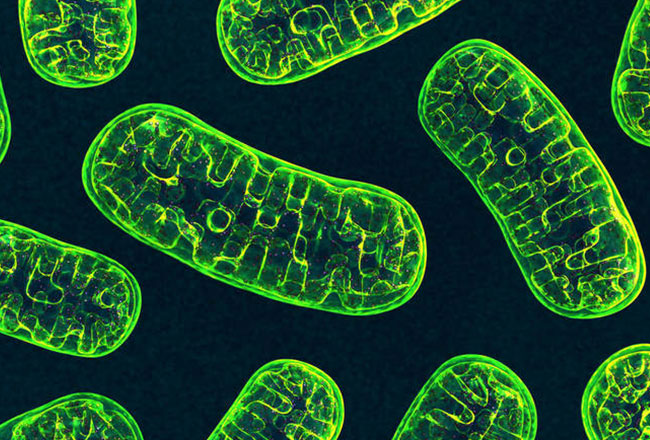 Auswirkungen der hyperbaren Sauerstoff therapie auf mitochondriale Eigenschaften
