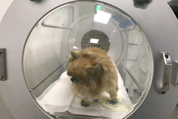 Druckpunkte: Die Wissenschaft hinter hyperbaren Kammern für Hunde erforschen